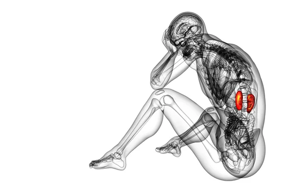 3d 渲染医学插图的人体肾脏 — 图库照片