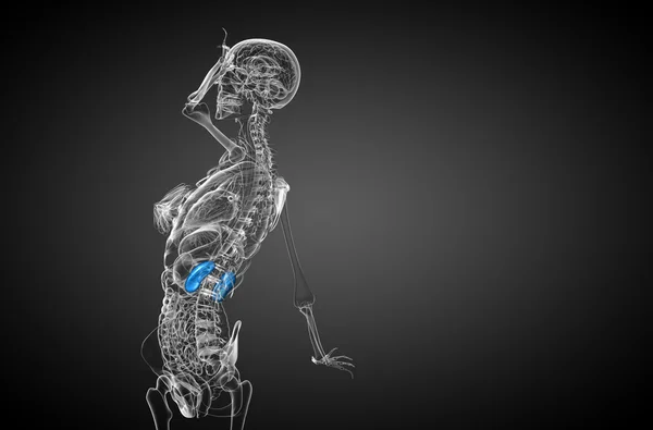 3d rendre illustration médicale du rein humain — Photo
