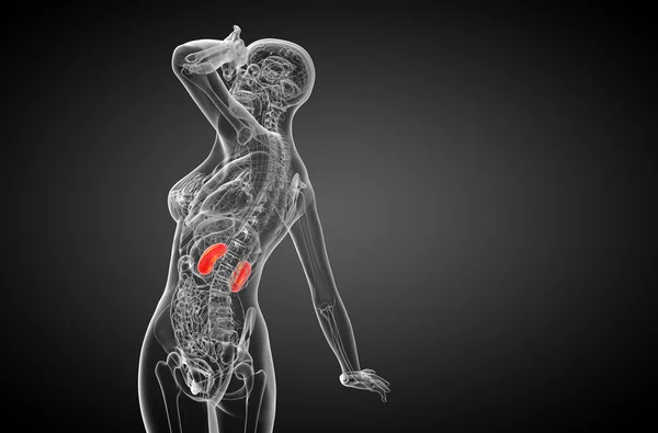 3d tornar ilustração médica do rim humano — Fotografia de Stock