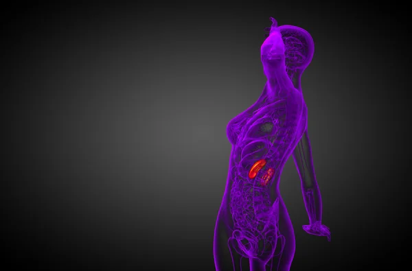 3D แสดงภาพทางการแพทย์ของไตมนุษย์ — ภาพถ่ายสต็อก
