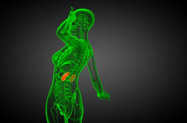 3d tornar ilustração médica do rim humano — Fotografia de Stock