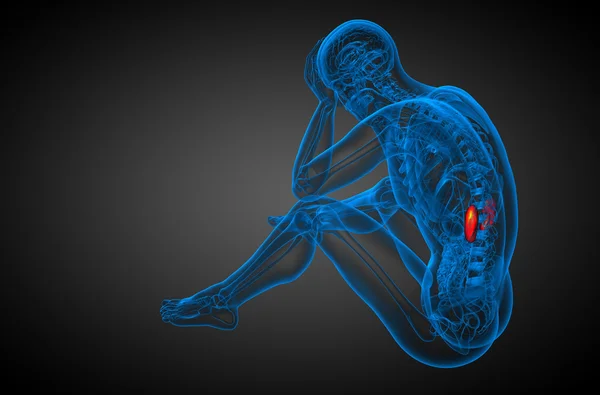 3d render medical illustration of the human kidney — Stock Photo, Image