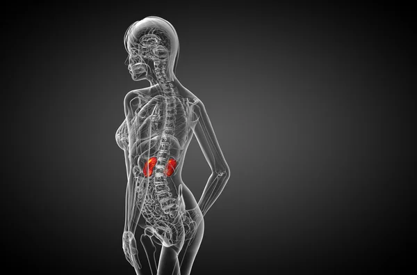 3d render medical illustration of the human kidney — Stock Photo, Image