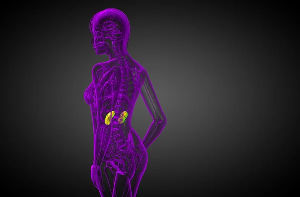 3d tornar ilustração médica do rim humano — Fotografia de Stock