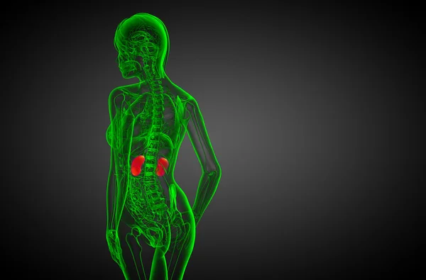 3d hacer ilustración médica del riñón humano — Foto de Stock