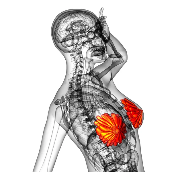 3d tornar ilustração médica da mama humana — Fotografia de Stock