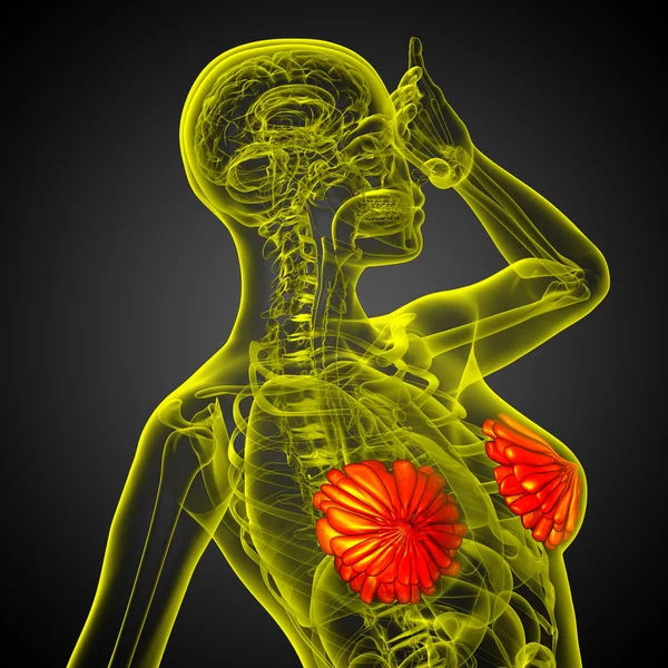 3D render Medikal illüstrasyon insan meme 