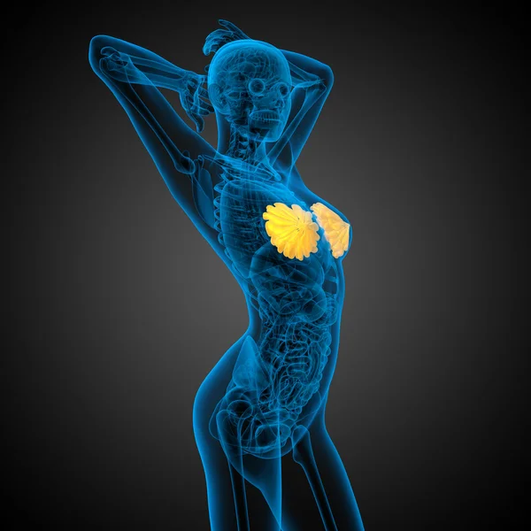 Medicínské ilustrace 3D vykreslení lidského prsu — Stock fotografie