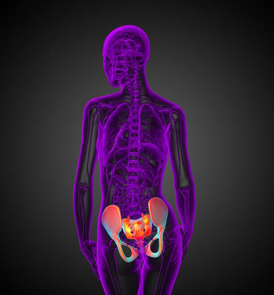 3d rendere illustrazione medica dell'anca — Foto Stock