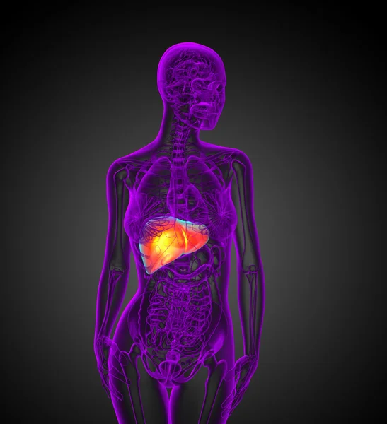 3D καθιστούν ιατρική απεικόνιση του ήπατος — Φωτογραφία Αρχείου
