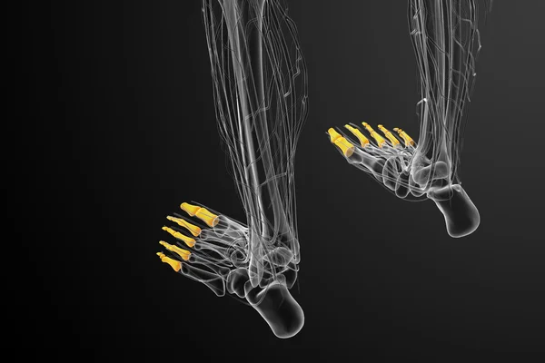 3D render Medikal illüstrasyon parmak kemikleri ayak — Stok fotoğraf