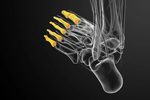 3D render medische illustratie van de vingerkootjes voet — Stockfoto