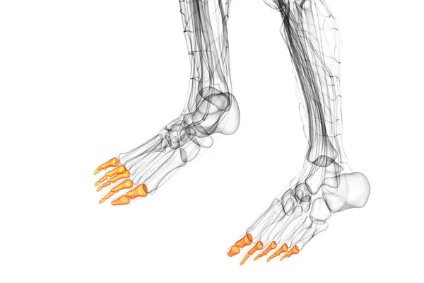 3D göra medicinsk illustration av falanger foten — Stockfoto