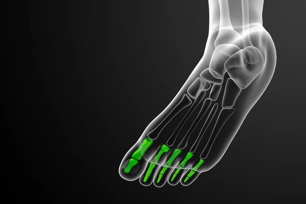 3d render medical illustration of the phalanges foot — Stock Photo, Image