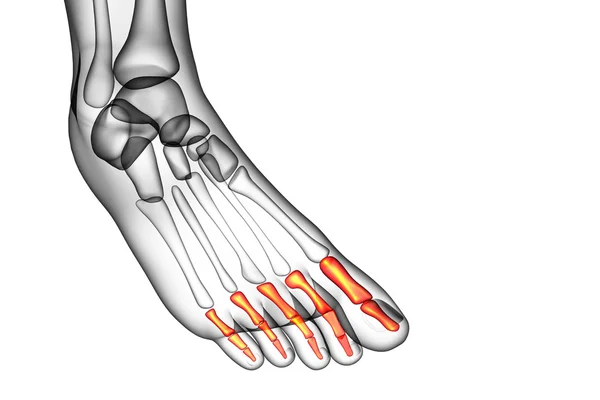 3d rendere illustrazione medica del piede falangi — Foto Stock