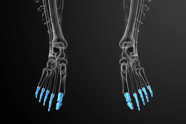 3d render medical illustration of the phalanges foot — Stock Photo, Image