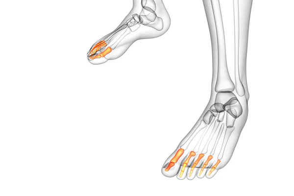 3D-Darstellung medizinischer Illustration des Fußes der Phalangen — Stockfoto