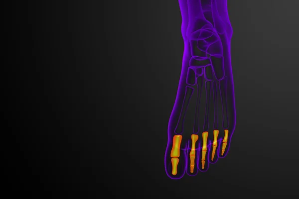 3d render medical illustration of the phalanges foot — Stock Photo, Image