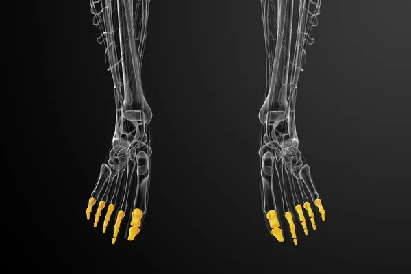 3D-Darstellung medizinischer Illustration des Fußes der Phalangen — Stockfoto