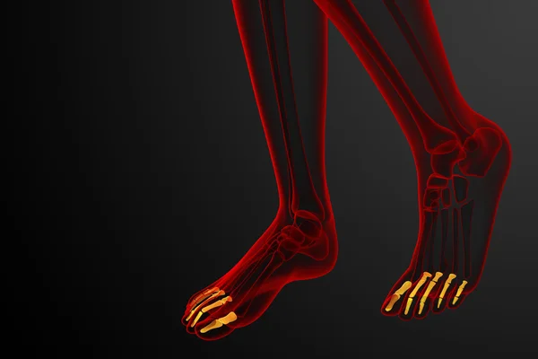 3D render ilustracja medyczny paliczków stopy — Zdjęcie stockowe