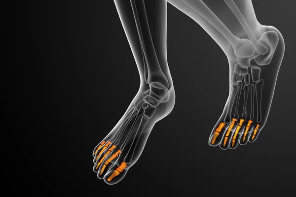 3d render medical illustration of the phalanges foot — Stock Photo, Image