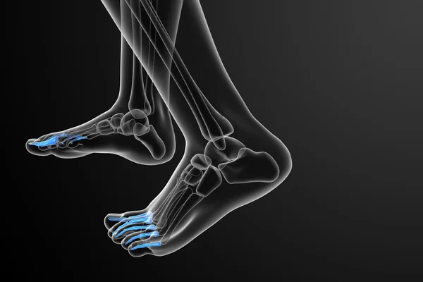 3d render medical illustration of the phalanges foot — Stock Photo, Image