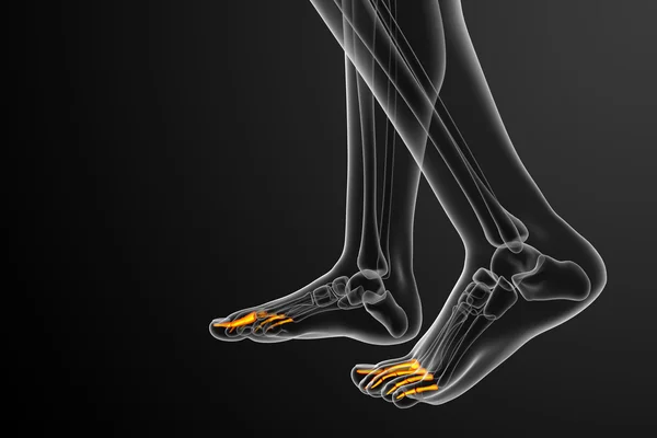 3d render medical illustration of the phalanges foot — Stock Photo, Image