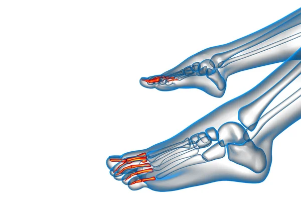 3d render medical illustration of the phalanges foot — Stock Photo, Image