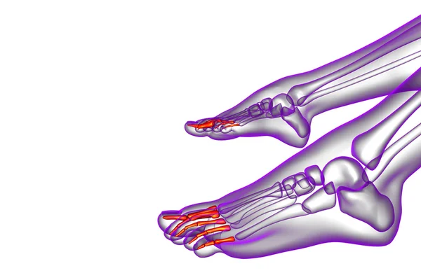 3d renderizar la ilustración médica del pie falanges —  Fotos de Stock