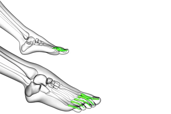 3D render Medikal illüstrasyon parmak kemikleri ayak — Stok fotoğraf