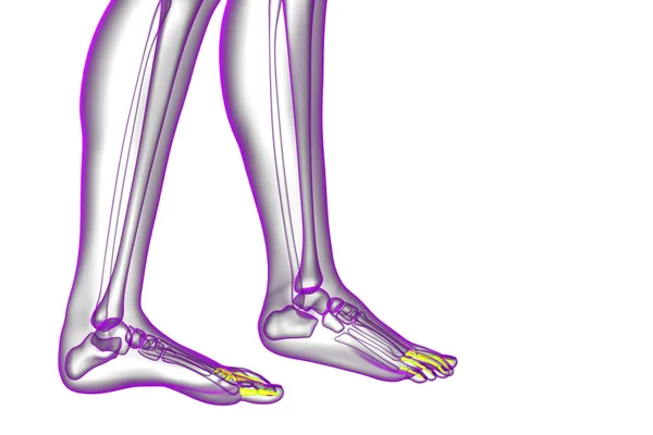 3D göra medicinsk illustration av falanger foten — Stockfoto