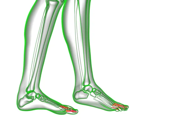 3d 렌더링 의료 일러스트 레이 션의 골 발 — 스톡 사진