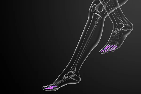 3D vykreslení lékařské ilustrace falangy chodidla — Stock fotografie