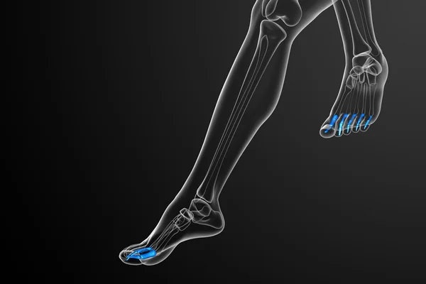 3d render medical illustration of the phalanges foot — Stock Photo, Image