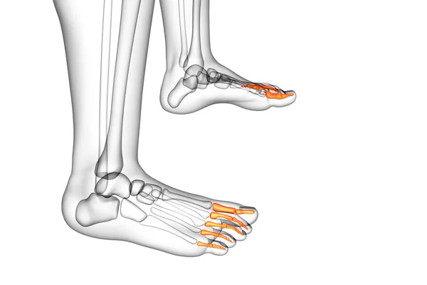 3d rendere illustrazione medica del piede falangi — Foto Stock