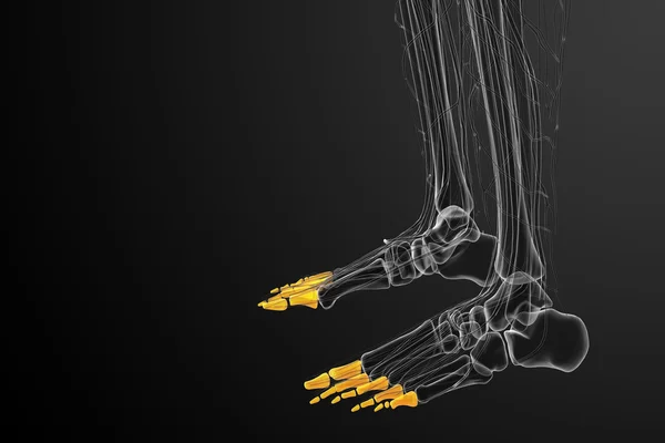 3d renderizar ilustração médica do pé falanges — Fotografia de Stock