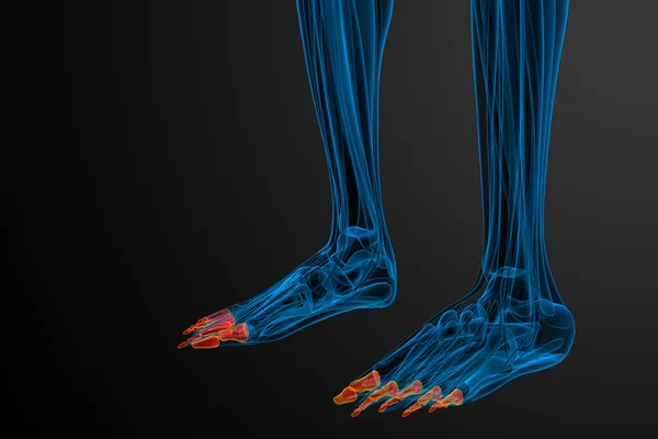 3d 렌더링 의료 일러스트 레이 션의 골 발 — 스톡 사진