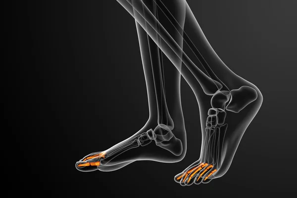 3d render medical illustration of the phalanges foot — Stock Photo, Image