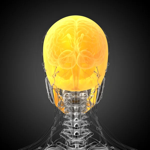 3d hacer ilustración médica del cráneo —  Fotos de Stock