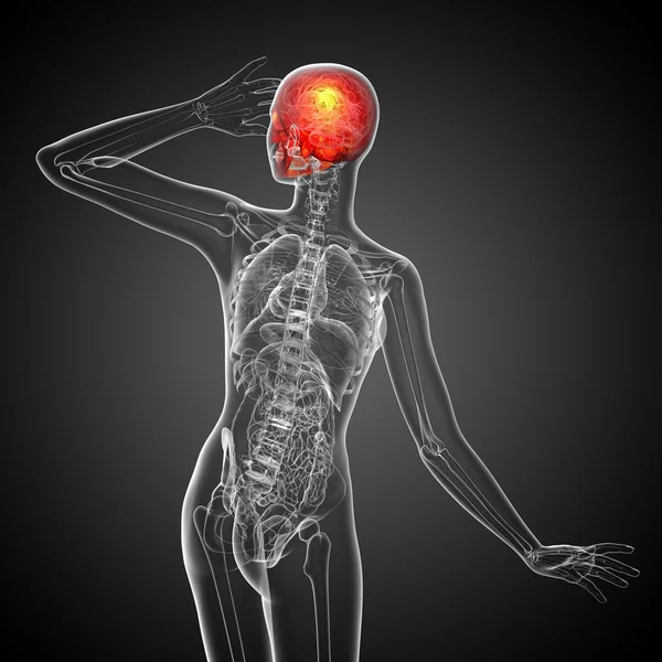 3D render Medikal illüstrasyon kafatası 