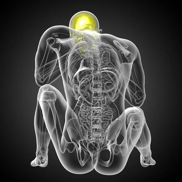 3D göra medicinsk illustration av skallen — Stockfoto