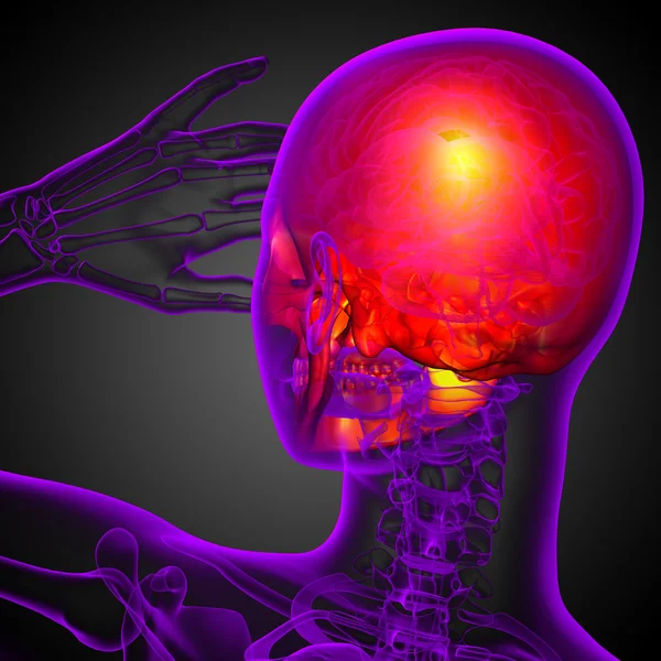 3D render Medikal illüstrasyon kafatası 