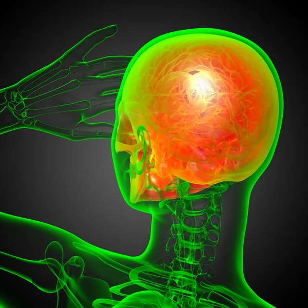 3D render Medikal illüstrasyon kafatası 