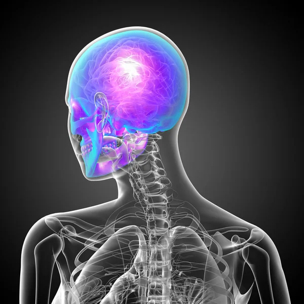 3D render Medikal illüstrasyon kafatası 