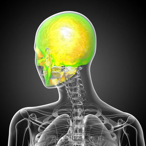 3D-Darstellung der medizinischen Darstellung des Schädels — Stockfoto