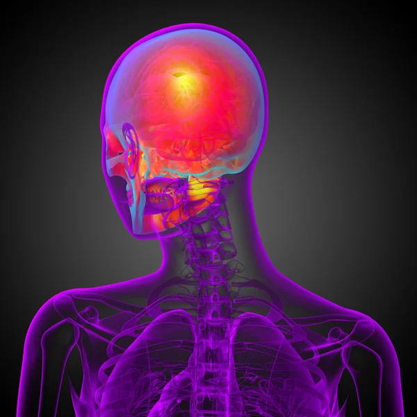 3D рендеринг медицинской иллюстрации черепа — стоковое фото