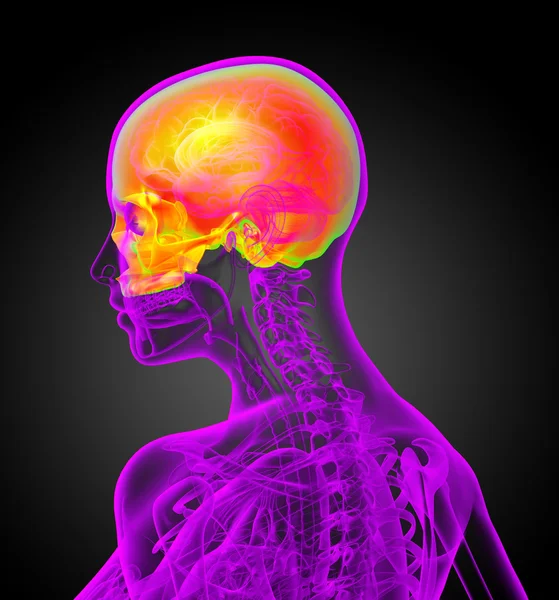 3D vykreslení lékařské ilustrace horní lebky — Stock fotografie