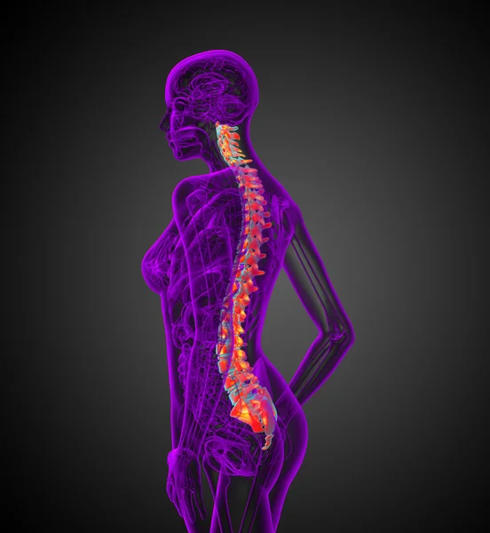 3d render medical illustration of the human spine — Stock Photo, Image