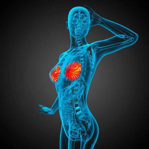 3d rendere illustrazione medica del seno umano — Foto Stock