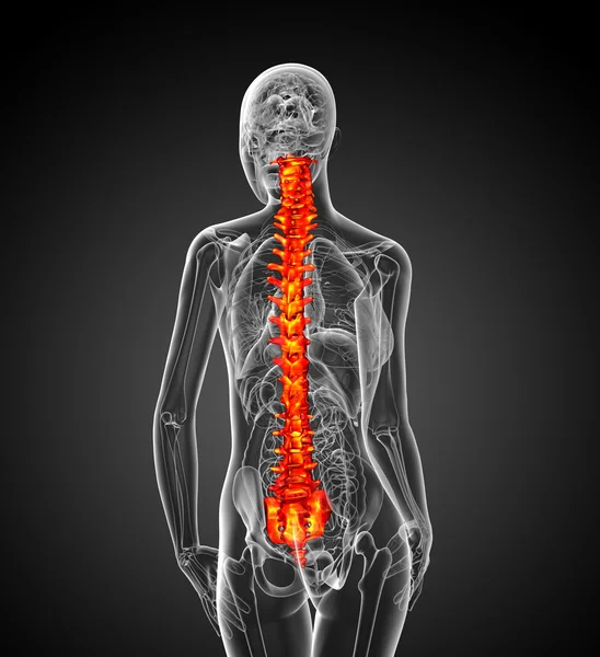 3d hacer ilustración médica de la columna vertebral humana —  Fotos de Stock